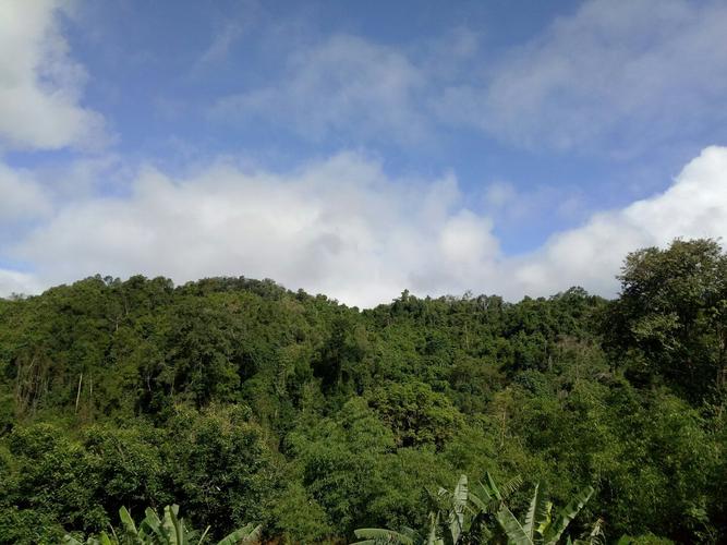 西双版纳勐腊县适合种植什么农作物?勐腊海拔高度是多少米-图3 西双版纳勐腊县适合种植什么农作物?勐腊海拔高度是多少米-图3