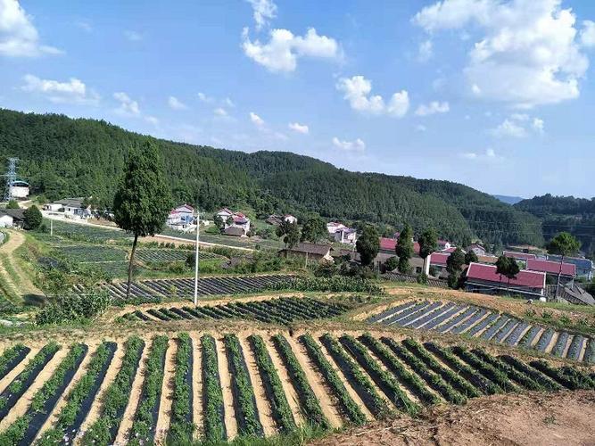 广元市苍溪县管辖哪些乡镇?广元高坡镇到苍溪县包车多少钱-图3 广元市苍溪县管辖哪些乡镇?广元高坡镇到苍溪县包车多少钱-图3