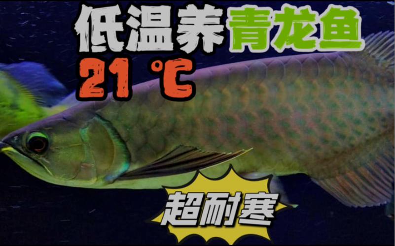 国产青龙养殖技术?青龙养多少度-图3 国产青龙养殖技术?青龙养多少度-图3