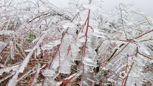 中国最大规模冻雨是哪一年?南方多少度可形成冻雨-图1 中国最大规模冻雨是哪一年?南方多少度可形成冻雨-图1