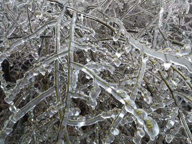 中国最大规模冻雨是哪一年?南方多少度可形成冻雨-图3 中国最大规模冻雨是哪一年?南方多少度可形成冻雨-图3