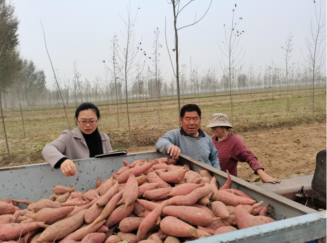 开封地区红薯什么时候栽?四月份一般温度多少开封-图2 开封地区红薯什么时候栽?四月份一般温度多少开封-图2
