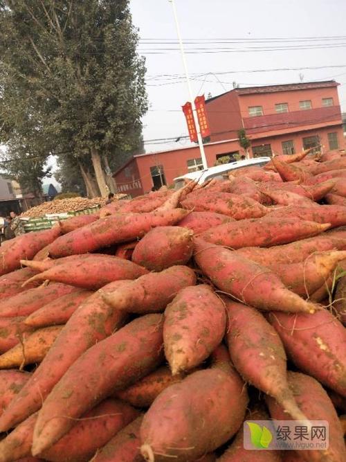 开封地区红薯什么时候栽?四月份一般温度多少开封-图3 开封地区红薯什么时候栽?四月份一般温度多少开封-图3