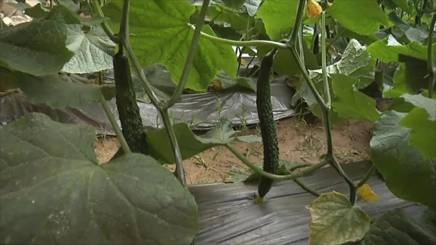 邯郸几月份适合种植黄瓜?邯郸去年三月多少度-图1 邯郸几月份适合种植黄瓜?邯郸去年三月多少度-图1