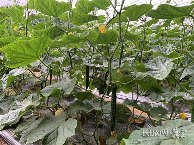 邯郸几月份适合种植黄瓜?邯郸去年三月多少度-图3 邯郸几月份适合种植黄瓜?邯郸去年三月多少度-图3