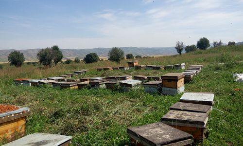 赣州地区8月份有哪些蜜源植物?2015年定南县十二月温度多少-图1 赣州地区8月份有哪些蜜源植物?2015年定南县十二月温度多少-图1