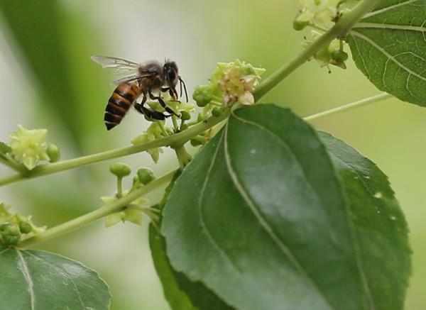 赣州地区8月份有哪些蜜源植物?2015年定南县十二月温度多少-图2 赣州地区8月份有哪些蜜源植物?2015年定南县十二月温度多少-图2
