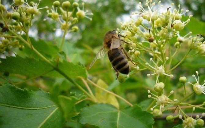 赣州地区8月份有哪些蜜源植物?2015年定南县十二月温度多少-图3 赣州地区8月份有哪些蜜源植物?2015年定南县十二月温度多少-图3