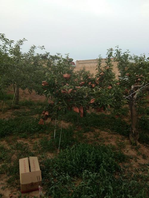 蒲城是哪个省?陕西省渭南市白水县气温多少度-图3 蒲城是哪个省?陕西省渭南市白水县气温多少度-图3