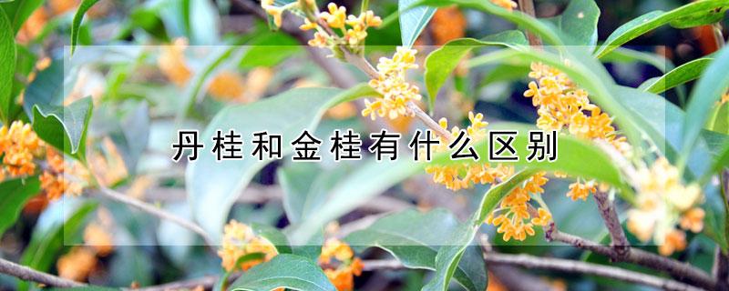 桂花的耐寒温度是在零下多少度?山桂花最低温度是多少-图2 桂花的耐寒温度是在零下多少度?山桂花最低温度是多少-图2