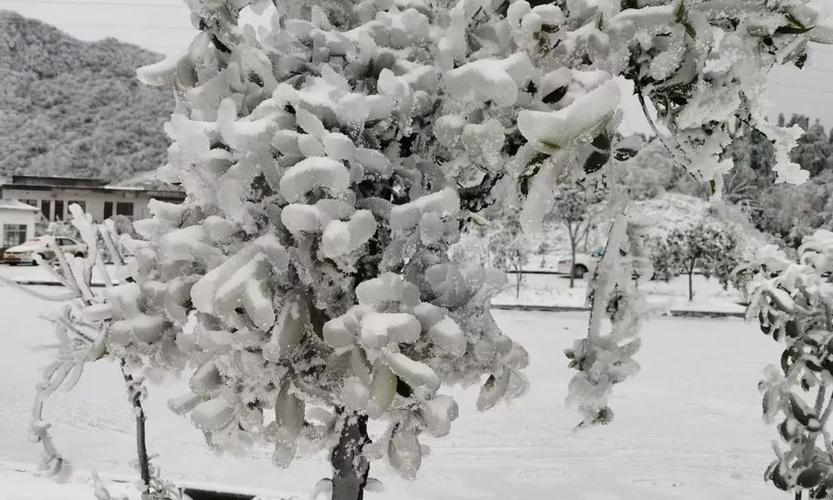 历史上八月下雪的记载?云南2017年降雪多少米-图1 历史上八月下雪的记载?云南2017年降雪多少米-图1