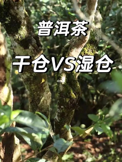 普洱夏天闷热潮湿吗?云南普洱夏天多少度-图2 普洱夏天闷热潮湿吗?云南普洱夏天多少度-图2