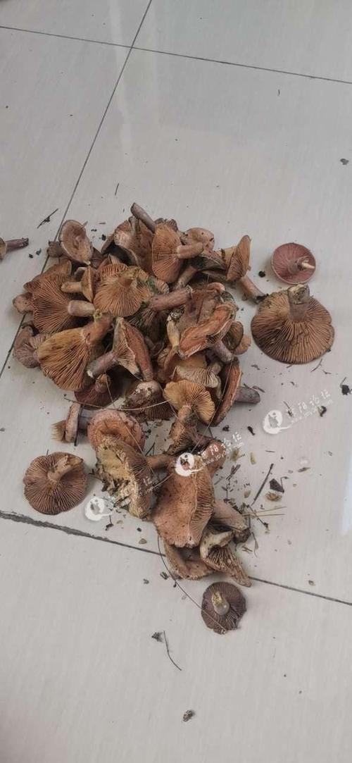 雁来蕈生长环境?溧阳的空气湿度是多少-图1 雁来蕈生长环境?溧阳的空气湿度是多少-图1