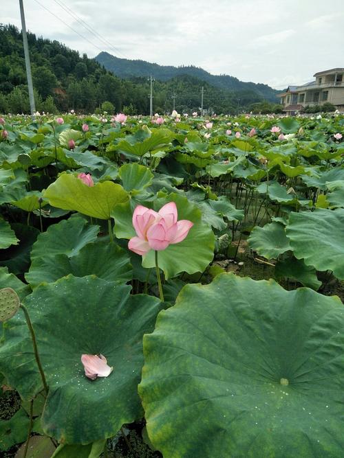 江西萍乡芦溪县怎么样?今天萍乡天气多少-图3 江西萍乡芦溪县怎么样?今天萍乡天气多少-图3