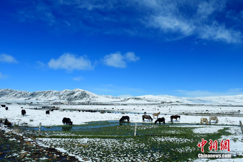 四川最冷的十个地方?红原温度多少-图1 四川最冷的十个地方?红原温度多少-图1