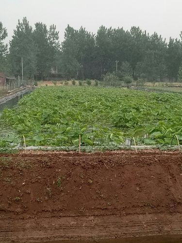 8月份阜阳适合种什么蔬菜?阜阳今天的天气温度是多少-图1 8月份阜阳适合种什么蔬菜?阜阳今天的天气温度是多少-图1