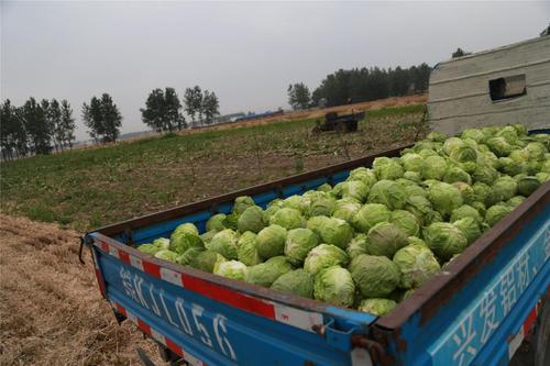 8月份阜阳适合种什么蔬菜?阜阳今天的天气温度是多少-图3 8月份阜阳适合种什么蔬菜?阜阳今天的天气温度是多少-图3