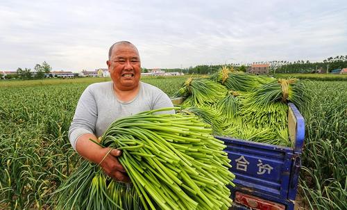 10月份蒜苔成熟是哪里的?射阳温度多少-图1 10月份蒜苔成熟是哪里的?射阳温度多少-图1