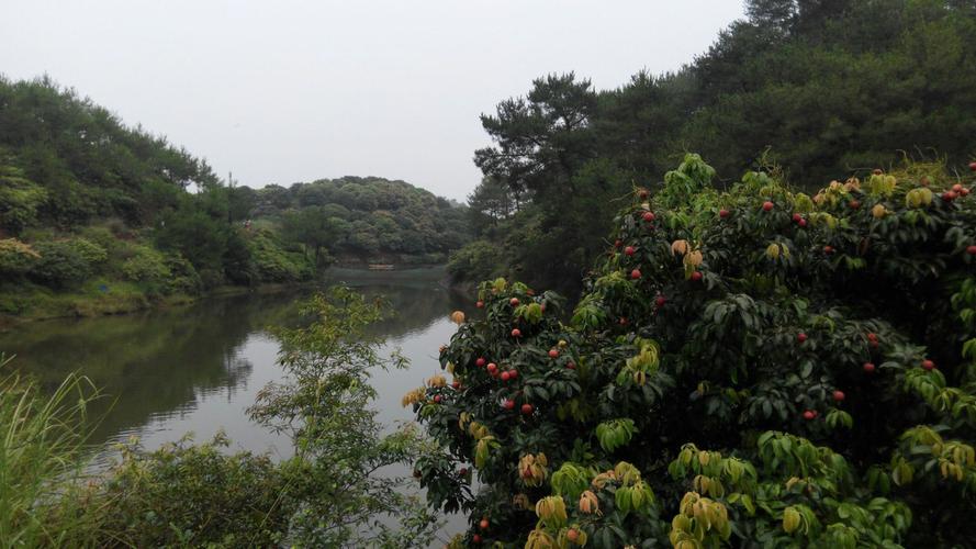 益塘水库荔枝什么时候有?肇庆10月份一般温度是多少度-图2 益塘水库荔枝什么时候有?肇庆10月份一般温度是多少度-图2
