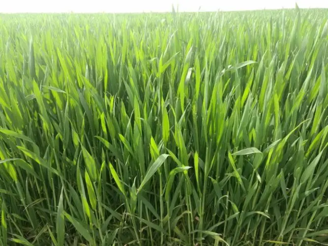 小麦拔节期是什么时间?小麦拔节期持续多少天-图2 小麦拔节期是什么时间?小麦拔节期持续多少天-图2
