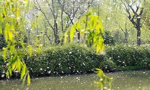 杨花柳絮随风舞出自?杨花柳絮飞多少天-图1 杨花柳絮随风舞出自?杨花柳絮飞多少天-图1