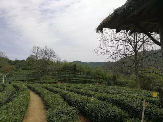 安徽哪些地方产茶?分别是什么茶?祁门到凫峰多少公里-图1 安徽哪些地方产茶?分别是什么茶?祁门到凫峰多少公里-图1