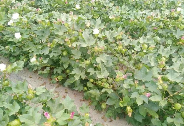 棉花种植方法和步骤?棉花出苗需要多少水份-图1 棉花种植方法和步骤?棉花出苗需要多少水份-图1