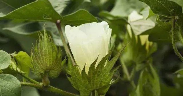 棉花生长对温度有什么要求?种棉花的温度是多少-图2 棉花生长对温度有什么要求?种棉花的温度是多少-图2
