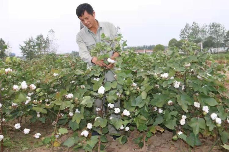 棉花生长对温度有什么要求?种棉花的温度是多少钱-图3 棉花生长对温度有什么要求?种棉花的温度是多少钱-图3