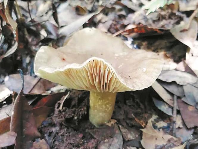 可食用的野生菇?姑咋到攀枝花多少公里-图1 可食用的野生菇?姑咋到攀枝花多少公里-图1