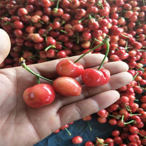 河北沧州能种车厘子吗?沧州空气湿度是多少-图2 河北沧州能种车厘子吗?沧州空气湿度是多少-图2