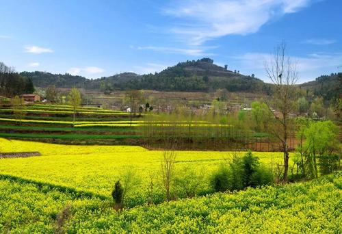 徽县油菜品种介绍?徽县最冷天气是多少度-图1 徽县油菜品种介绍?徽县最冷天气是多少度-图1