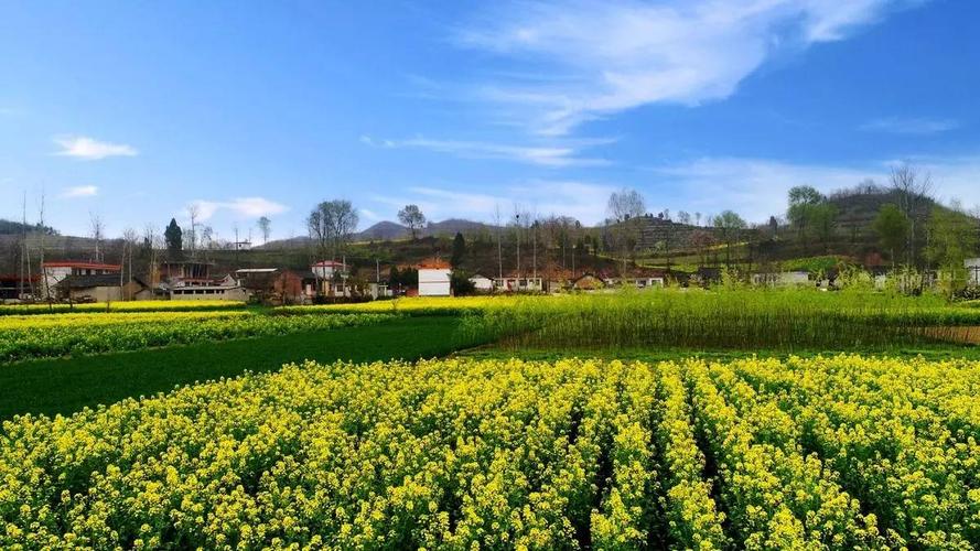 徽县油菜品种介绍?徽县最冷天气是多少度-图2 徽县油菜品种介绍?徽县最冷天气是多少度-图2