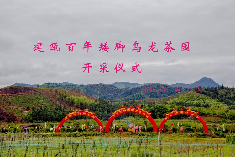 哪里的乌龙茶最好?建瓯到东峰多少路-图1 哪里的乌龙茶最好?建瓯到东峰多少路-图1