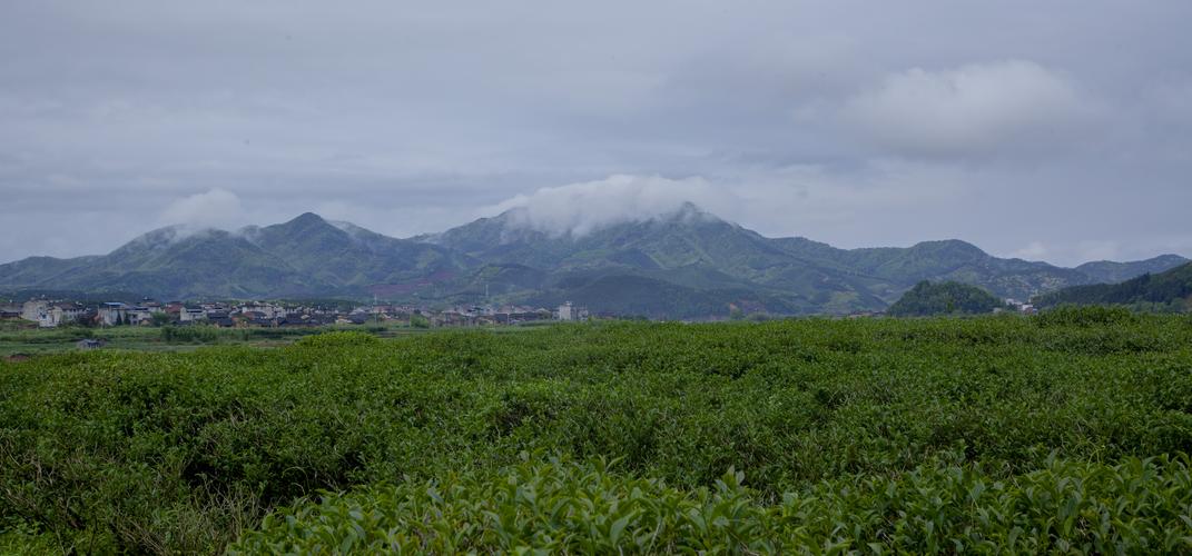 哪里的乌龙茶最好?建瓯到东峰多少路-图3 哪里的乌龙茶最好?建瓯到东峰多少路-图3
