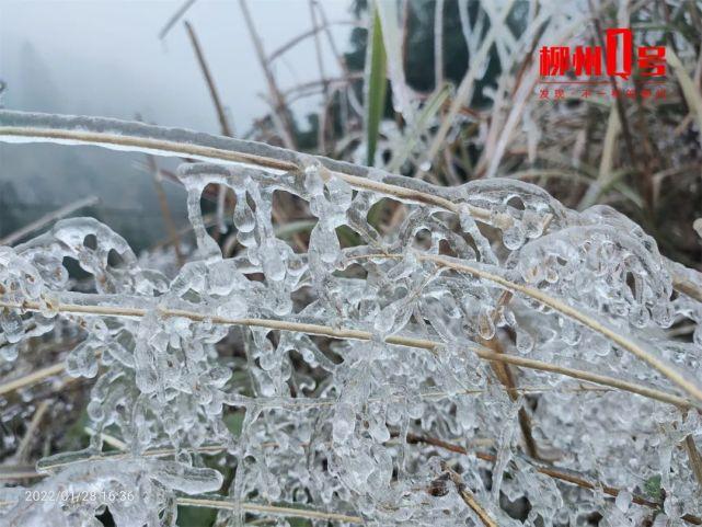 广西什么地方会下雪?柳州天气最冷是多少度-图1 广西什么地方会下雪?柳州天气最冷是多少度-图1