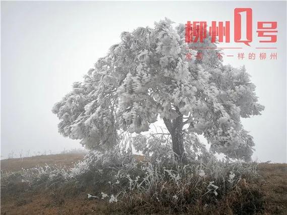 广西什么地方会下雪?柳州天气最冷是多少度-图2 广西什么地方会下雪?柳州天气最冷是多少度-图2