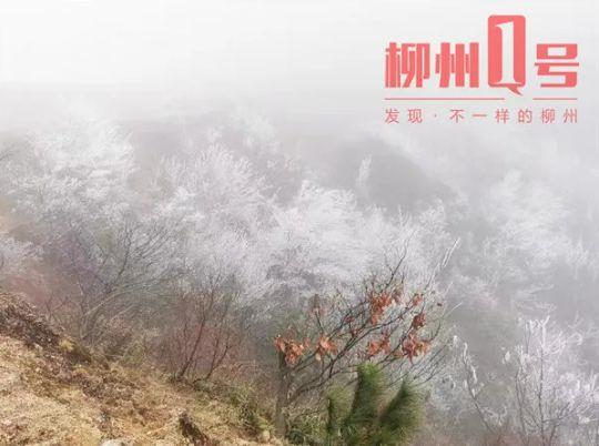 广西什么地方会下雪?柳州天气最冷是多少度-图3 广西什么地方会下雪?柳州天气最冷是多少度-图3