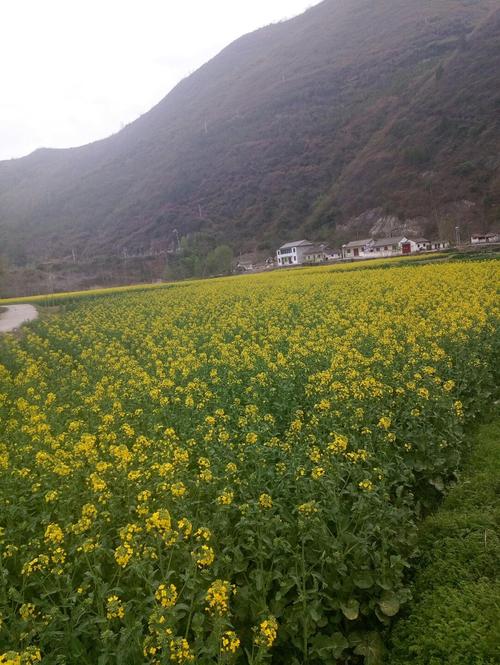 甘肃陇南现在适合旅游吗?甘肃陇南市现在气温多少度-图2 甘肃陇南现在适合旅游吗?甘肃陇南市现在气温多少度-图2