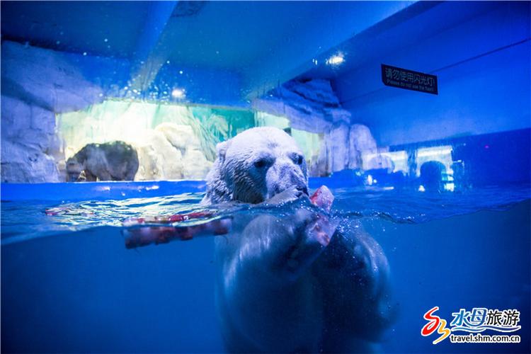 泉城极地海洋世界冬天里面温度多少,想带孩子去看下,有那位朋友去过说下,非常感谢?海阳气温是多少-图1 泉城极地海洋世界冬天里面温度多少,想带孩子去看下,有那位朋友去过说下,非常感谢?海阳气温是多少-图1