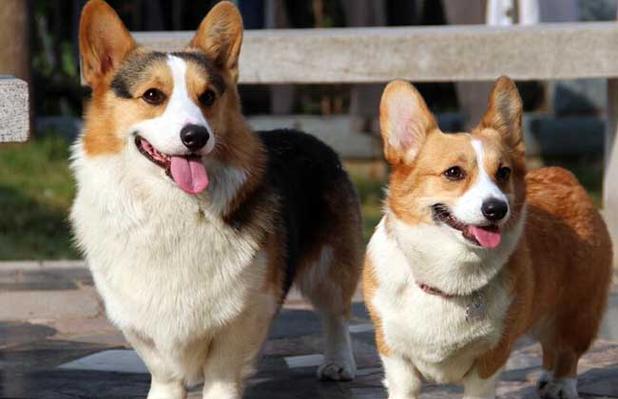 柯基一顿吃多少鲜粮?成犬柯基一周吃多少-图1 柯基一顿吃多少鲜粮?成犬柯基一周吃多少-图1