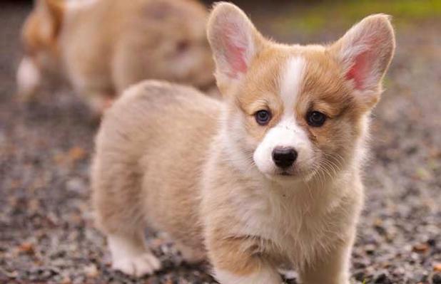 柯基一顿吃多少鲜粮?成犬柯基一周吃多少-图3 柯基一顿吃多少鲜粮?成犬柯基一周吃多少-图3