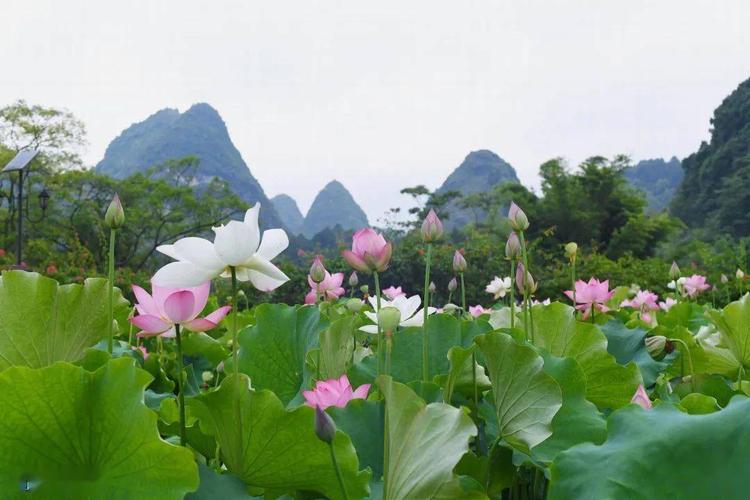 靖西旧州荷花开了吗?广西靖西夏季最高温度是多少度-图1 靖西旧州荷花开了吗?广西靖西夏季最高温度是多少度-图1