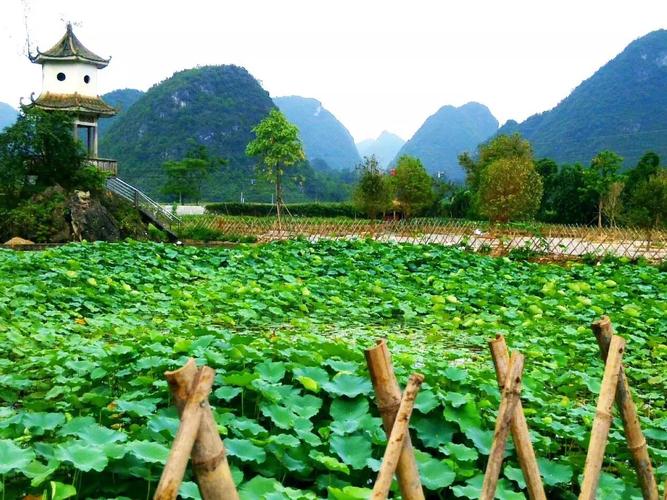 靖西旧州荷花开了吗?广西靖西夏季最高温度是多少度-图2 靖西旧州荷花开了吗?广西靖西夏季最高温度是多少度-图2