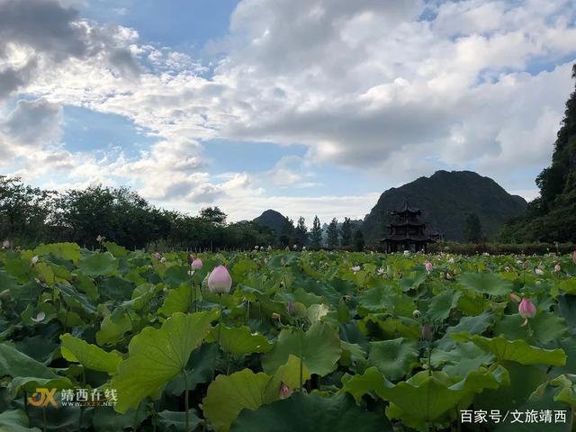 靖西旧州荷花开了吗?广西靖西夏季最高温度是多少度-图3 靖西旧州荷花开了吗?广西靖西夏季最高温度是多少度-图3