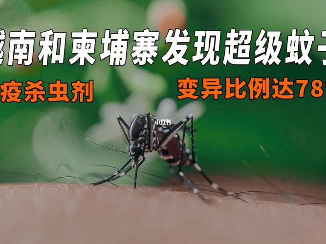 柬埔寨蚊子到底有多可怕?柬埔寨温度是多少钱-图1 柬埔寨蚊子到底有多可怕?柬埔寨温度是多少钱-图1