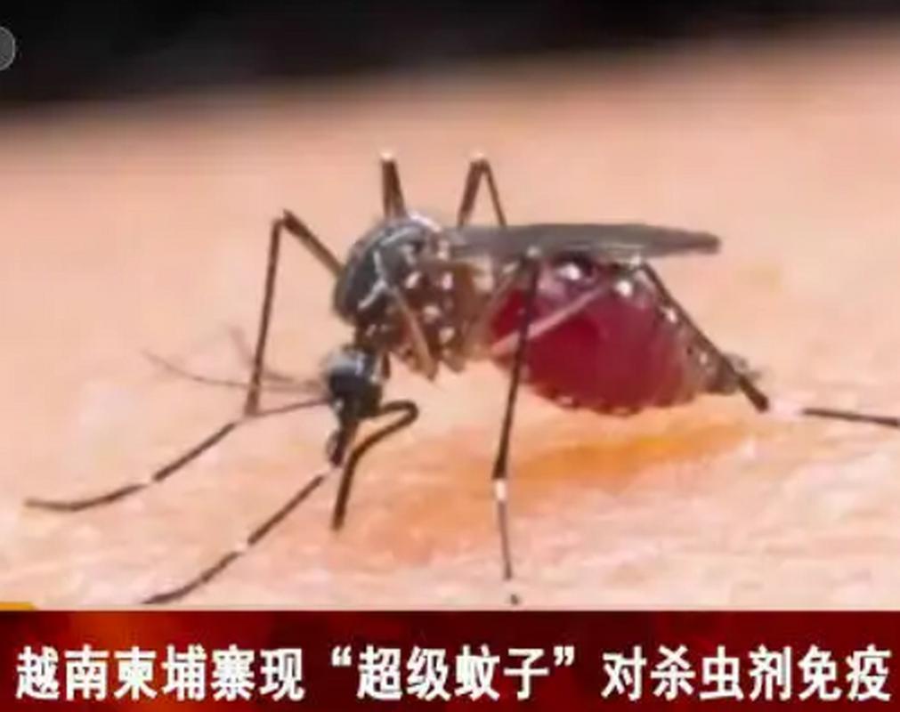 柬埔寨蚊子到底有多可怕?柬埔寨温度是多少钱-图3 柬埔寨蚊子到底有多可怕?柬埔寨温度是多少钱-图3