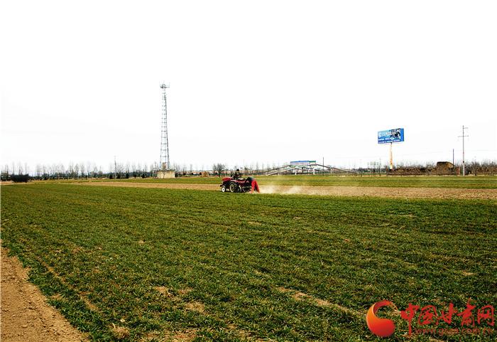庆阳2021年什么时候种冬小麦?庆阳最低温度多少-图1 庆阳2021年什么时候种冬小麦?庆阳最低温度多少-图1