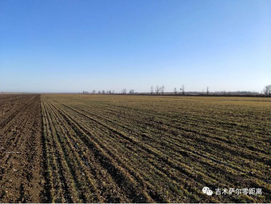庆阳2021年什么时候种冬小麦?庆阳最低温度多少-图3 庆阳2021年什么时候种冬小麦?庆阳最低温度多少-图3