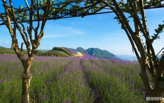 桐梓有什么好玩的地方?哪些景点必去?桐梓夏天气温是多少-图1 桐梓有什么好玩的地方?哪些景点必去?桐梓夏天气温是多少-图1